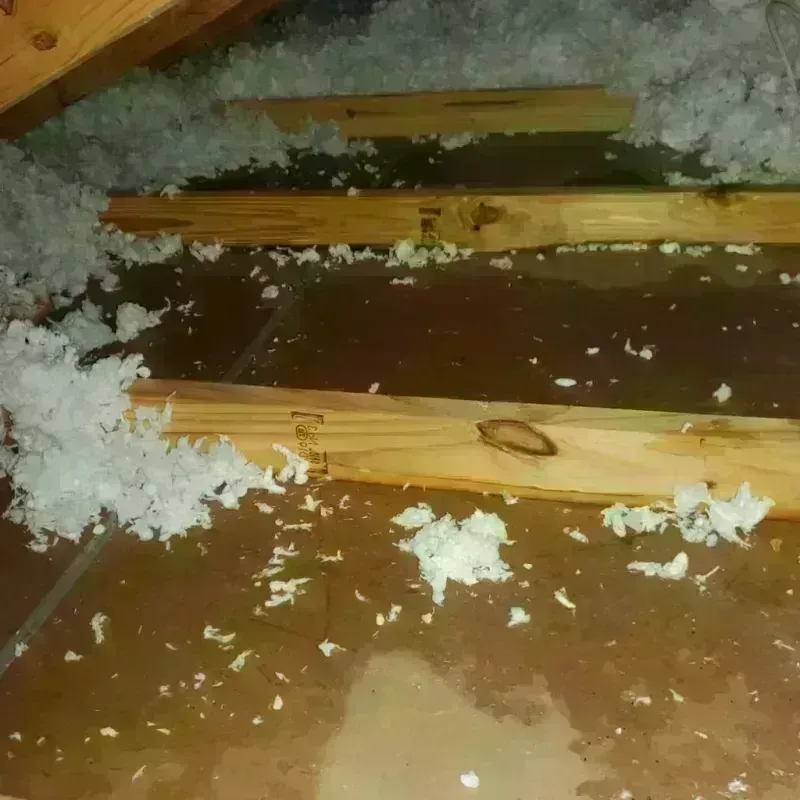 Attic Water Damage in Johnson County, IN