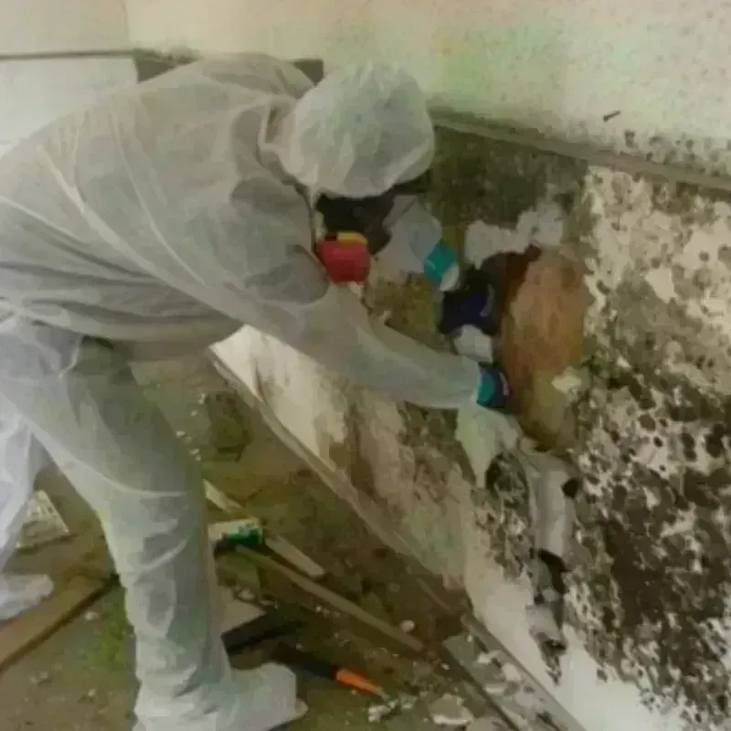 Mold Remediation and Removal in Johnson County, IN